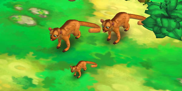 Kinkajou