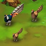 Lady Amherst’s Pheasant