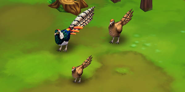 Lady Amherst’s Pheasant