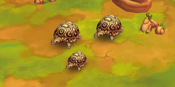 Leopard Tortoise