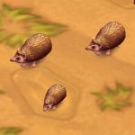 Lesser Hedgehog Tenrec