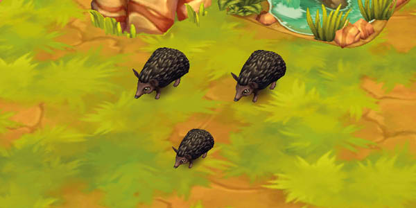 Long-Eared Hedgehog Black