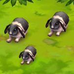 Lop Rabbit (black and white)