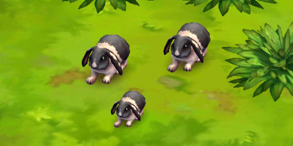 Lop Rabbit (black and white)