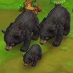 Moon Bear