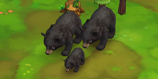 Moon Bear