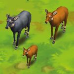Nilgai