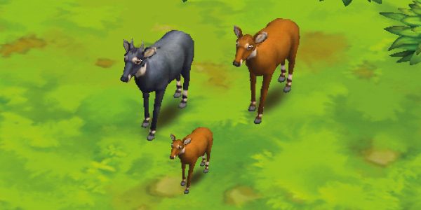 Nilgai