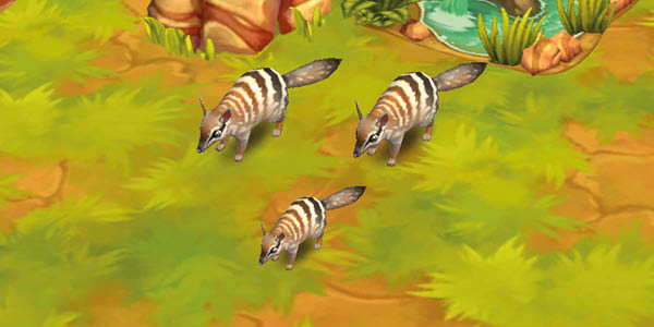 Numbat