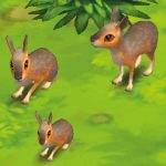 Patagonian Mara