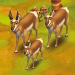 Pronghorn