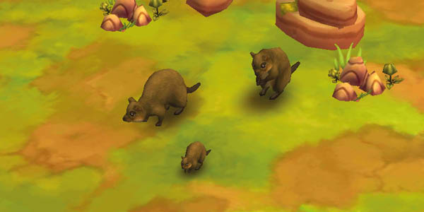 Quokka