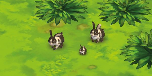 Rabbit Black & White