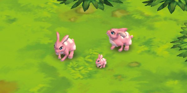 Rabbit Valentine’s Day