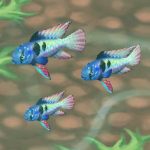 Ram Cichlid Blue