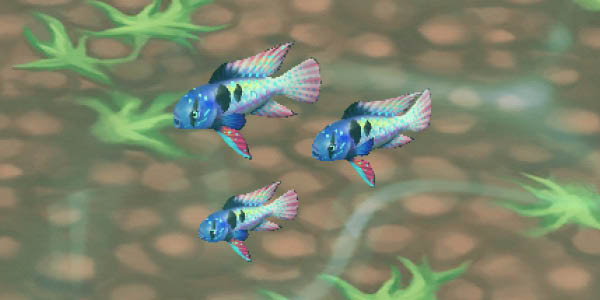 Ram Cichlid Blue