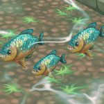 Red-Bellied Piranha Blue-Orange