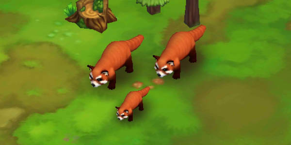 Red Panda