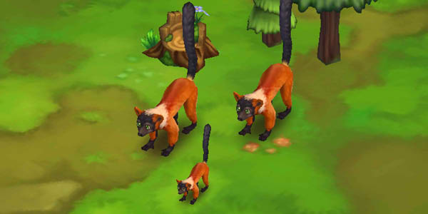 Red Ruffed Lemur