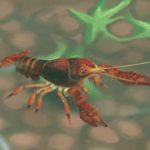 Red Swamp Crayfish