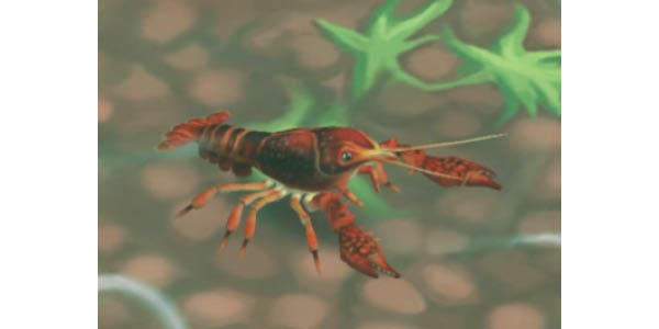Red Swamp Crayfish