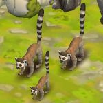 Ring-Tailed Lemur