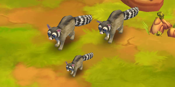 Ringtail