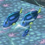 Royal Blue Tang