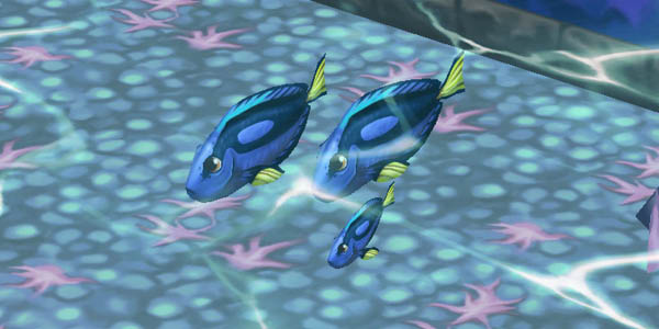 Royal Blue Tang