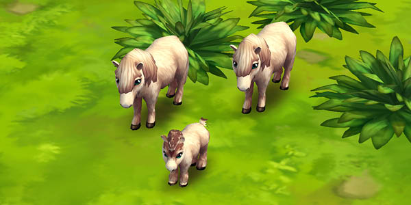 Shetland Pony White