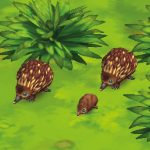 Short-Beaked Echidna