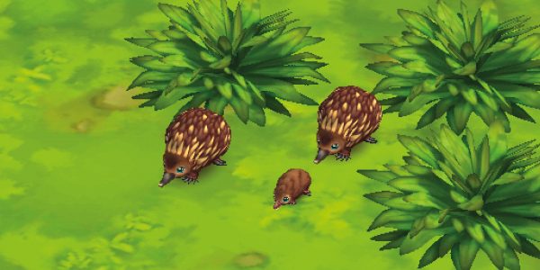 Short-Beaked Echidna