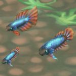 Siamese Fighting Fish