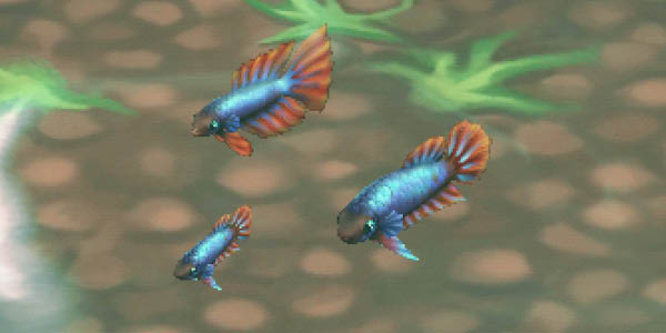 Siamese Fighting Fish