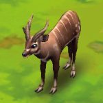 Sitatunga