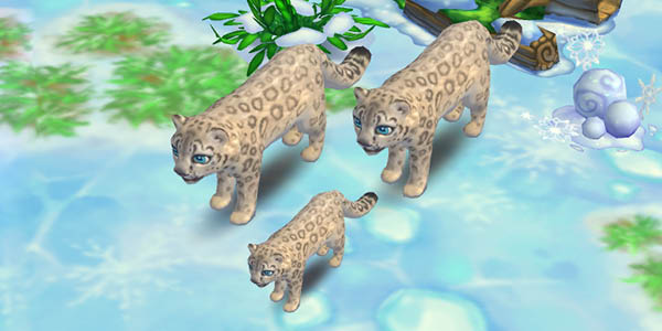Snow Leopard
