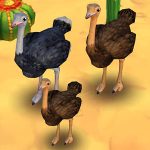 Somali Ostrich