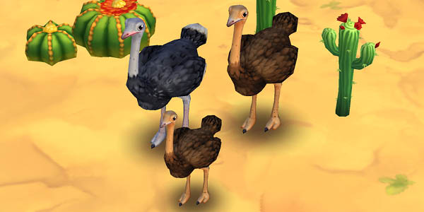 Somali Ostrich