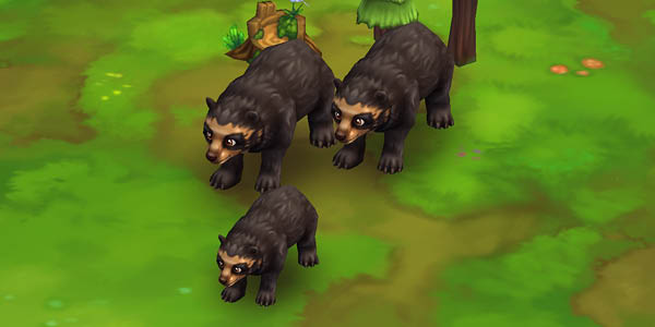 Spectacled Bear