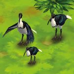 Straw-Necked Ibis
