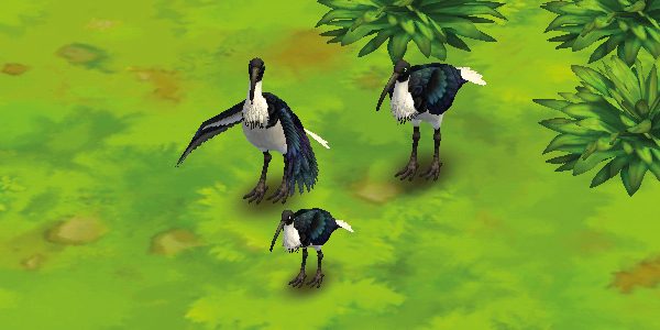 Straw-Necked Ibis