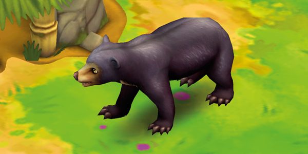 Sun Bear