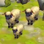 Valais Blacknose