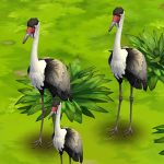 Wattled Crane