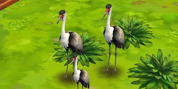 Wattled Crane