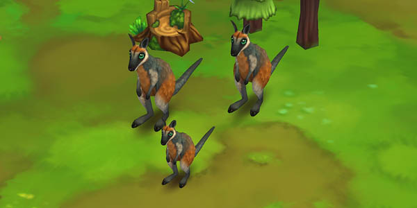 Whiptail Wallaby Black