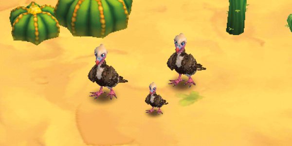 White-Headed Vulture